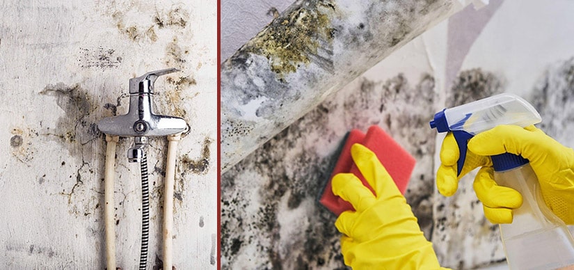 mold removal