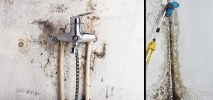 mold removal